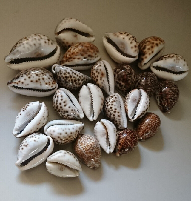 Vintage Tiger Cowrie Seashells/Cypraea Tigris Seashell in Arts & Collectibles in Oshawa / Durham Region - Image 2