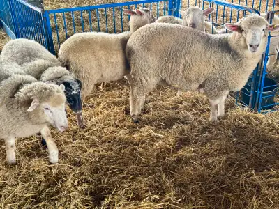 Lambs for sale, View more
