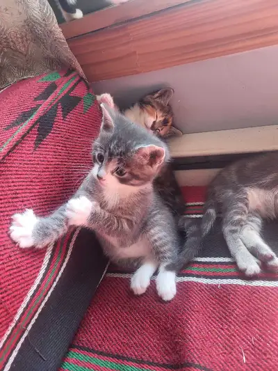 Kittens  85$ each, View more