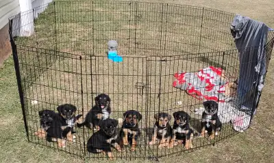 Adorable Puppies Looking for Their Forever Homes! We have a litter of lovable, healthy puppies ready...