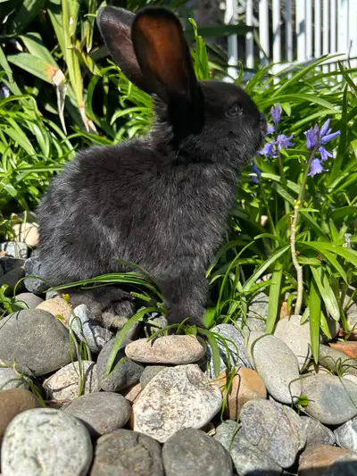 Rare blue eyed baby bunnies, View more