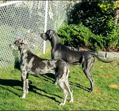 We have an adult great dane who is looking for a forever home. We love this dog and need her to go t...