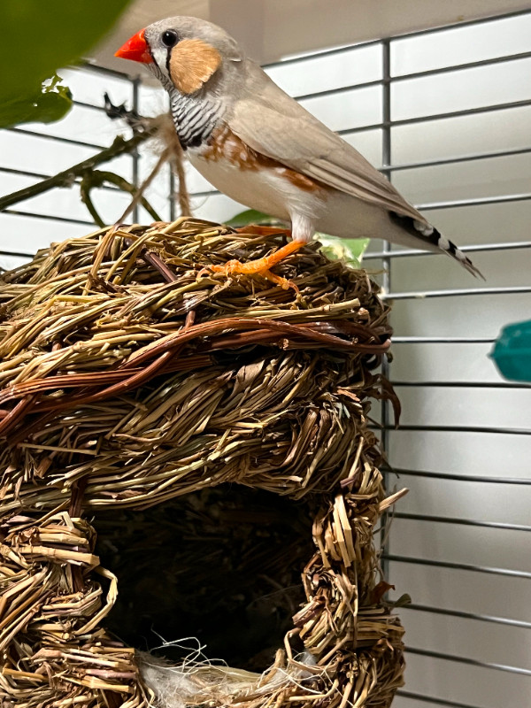 Breading pair Zebra finch with Vision cage in Birds for Rehoming in St. Albert - Image 4