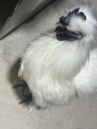 White Silkie Chicken Rooster (6 Month Old)