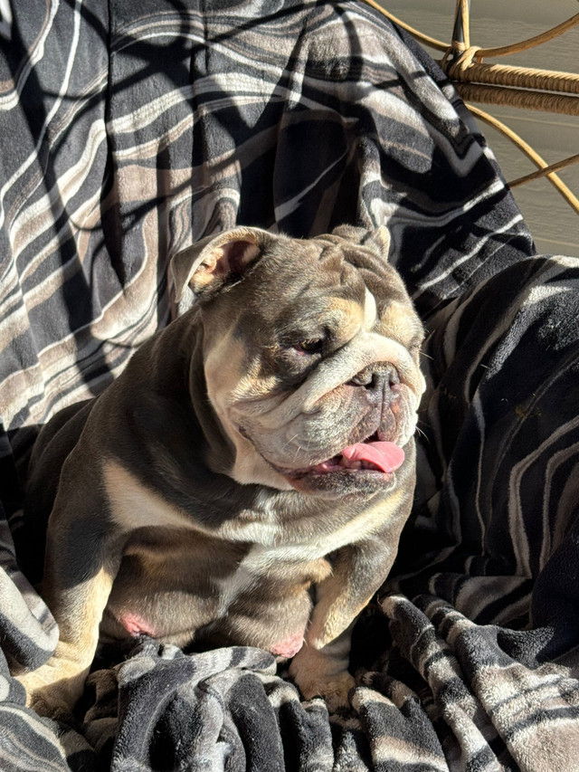 Amazing English Bulldog females , Ckc registered  in Dogs & Puppies for Rehoming in Red Deer - Image 3