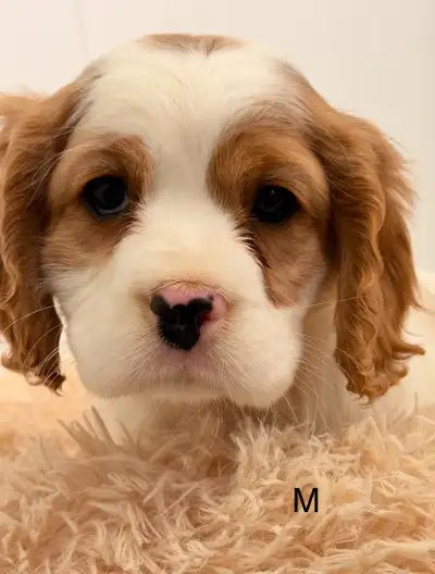 Cockalier puppies, View more