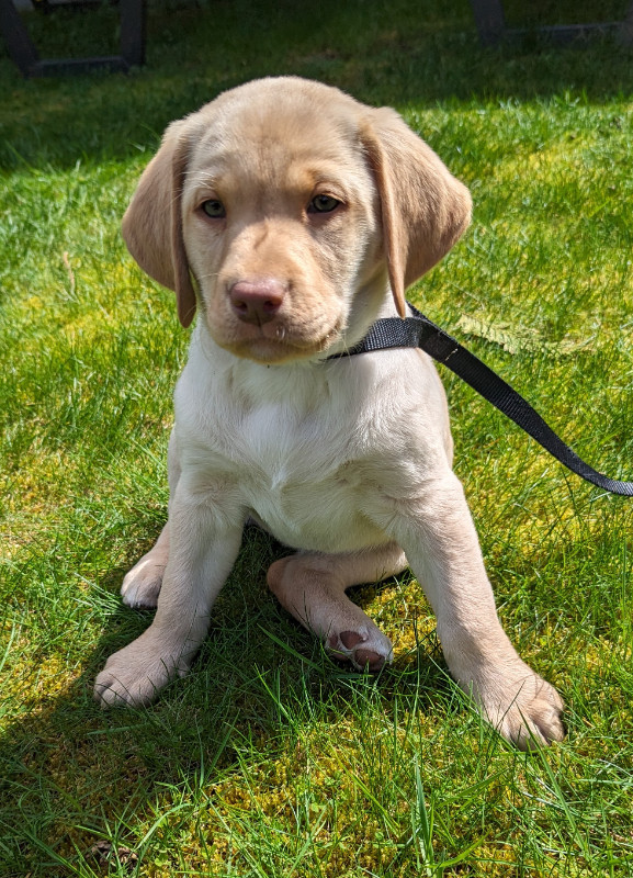 SOLD - Fun Loving Labrador Retriever Pups Available in Dogs & Puppies for Rehoming in Chilliwack - Image 3