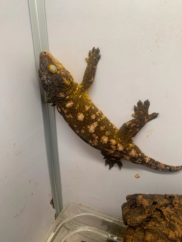 Adult male nu ami x nu ana in Reptiles & Amphibians for Rehoming in Oshawa / Durham Region