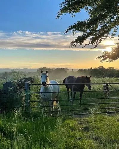 Horse Boarding at Blue Farm Stable  Near West Lorne, View more