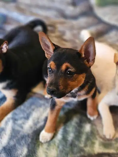 Shiba Inu puppies, View more