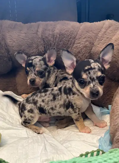Beautiful chihuahua puppies.. Mom is about 5-6 pounds and Dad is about 7 pounds. They will be ready...