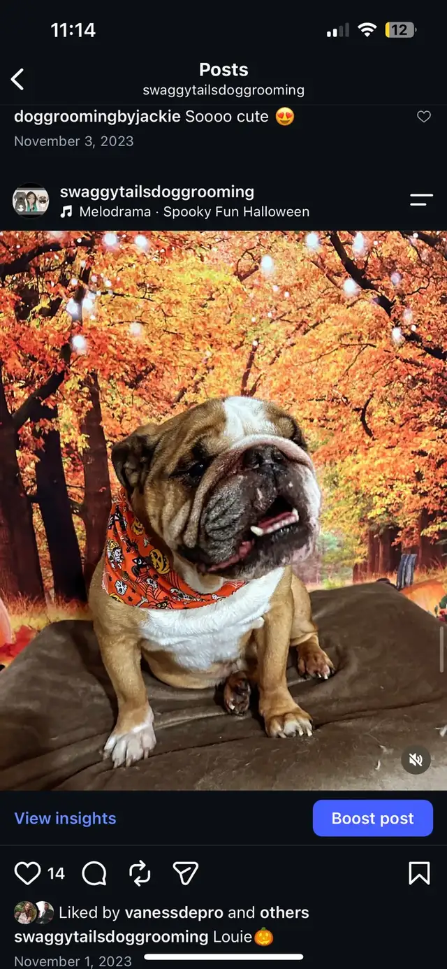 Dog Grooming 528474588997888006