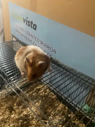 Male hamster named cooper, View more