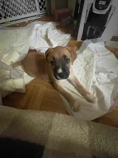 puppies for rehoming, View more