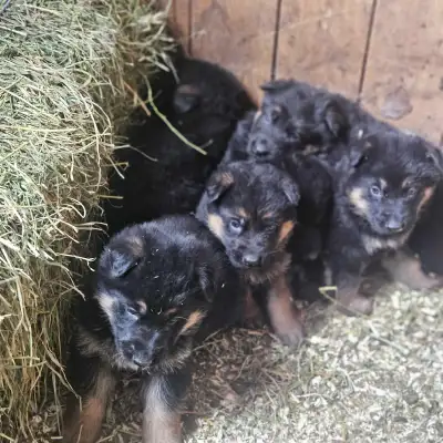 Family friendly quality Canadian, German shepherd dogs. Old fashioned style, not show type. Durable...