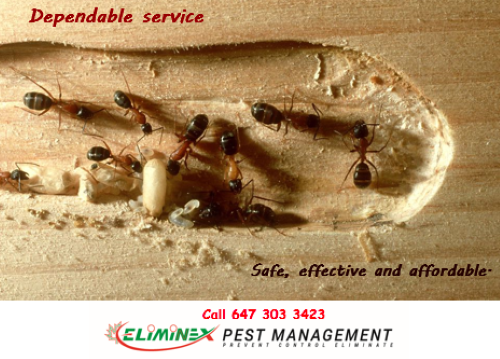 AFFORDABLE 24/7 PEST CONTROL!565170169038120965