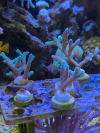 Birdsnest coral frags