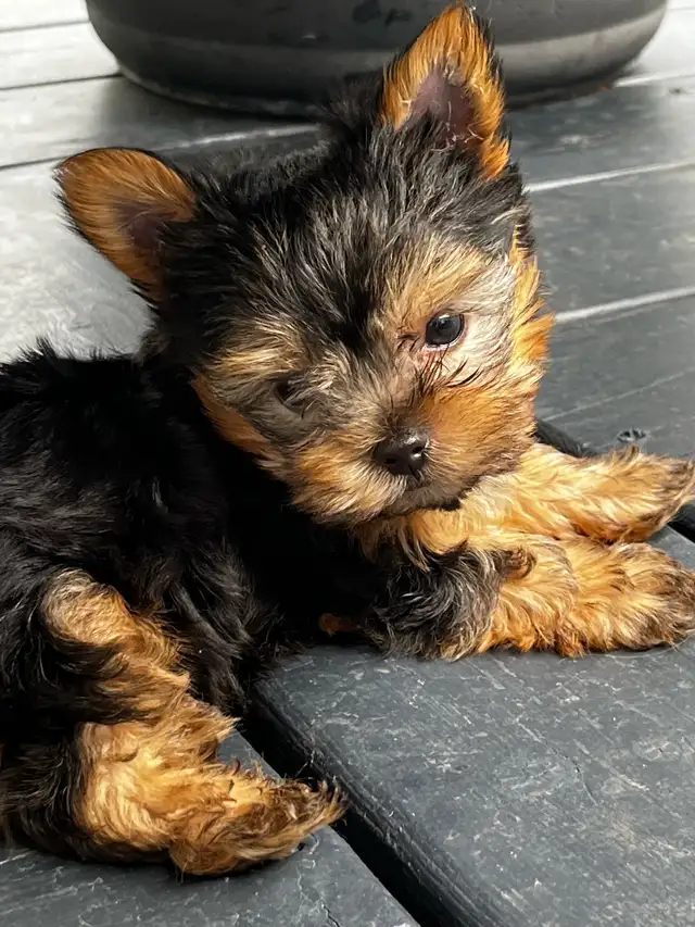 NORTHERN YORKIE PUPPIES  NEW YEAR BABIES in Dogs & Puppies for Rehoming in City of Toronto - Image 9