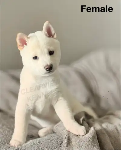 Cream Shiba Inu Puppies, View more
