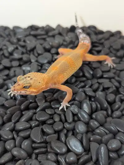 Leopard Gecko, View more