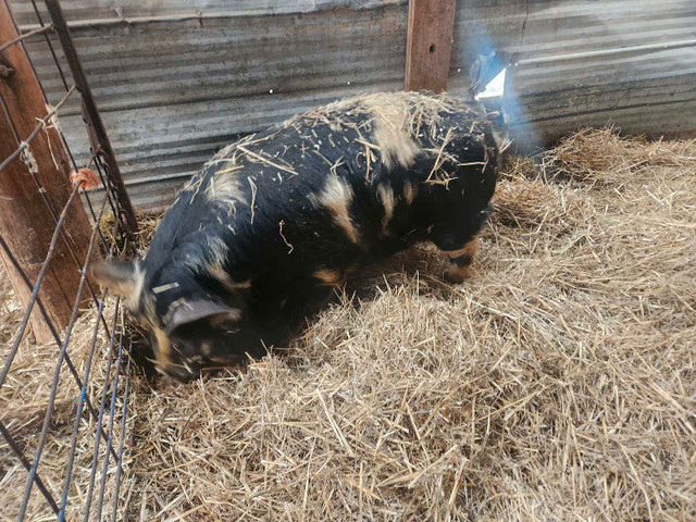 2 Registered kunekune gilts - Bradford / Cookstown Area in Livestock in Markham / York Region - Image 4