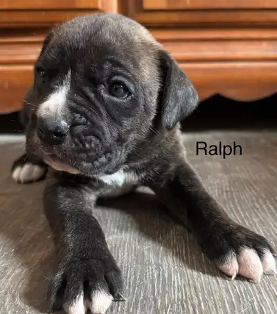 we are offering puppies from Jasper ( cane corso) x Vita ( boxer ). these pups make excelllent famil...