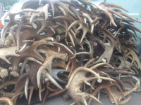 Moose Antlers for Sale