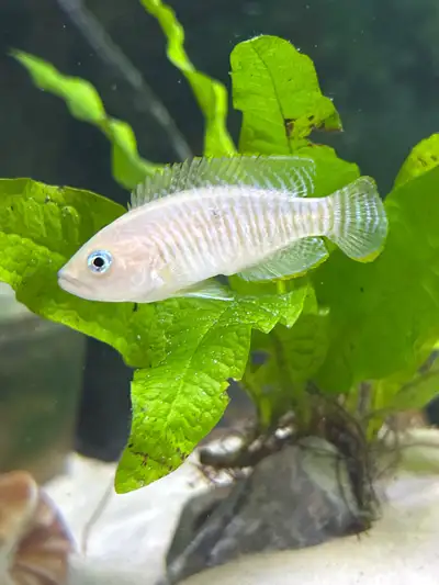 Multies Neolamprologus multifasciatus, Voir plus