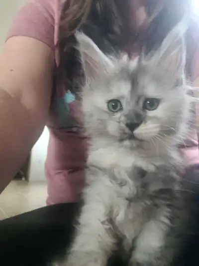 Tica reg XXL Maine coon kittens, View more
