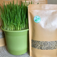 Organic Cat Grass Seeds
