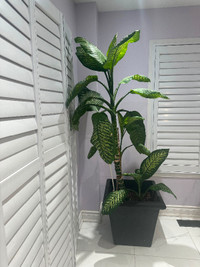 Dieffenbachia plant with pot