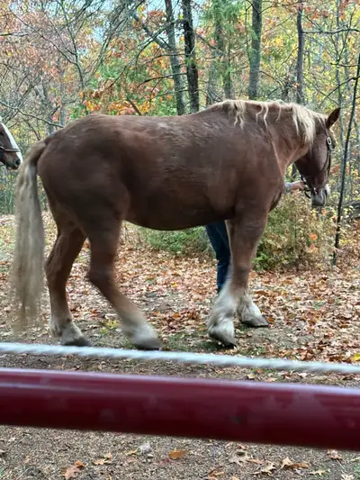 13 /14 year old 18 hands high Belgian horse for sale. Broke to ride and drive. He is extremely quiet