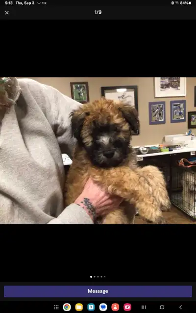 Wheaten Terrier puppies, View more