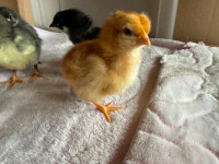 Day Old Mixed Chicks