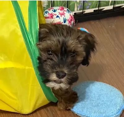 CKC Purebred Havanese Puppies Available, View more