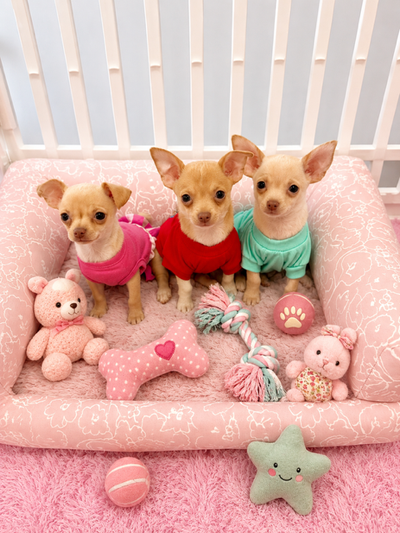 Chihuahua puppies, View more