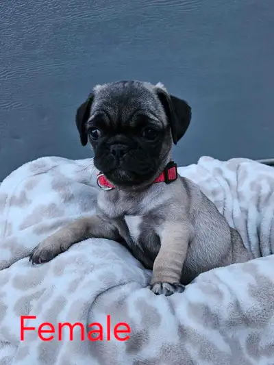 Pug Puppies, View more