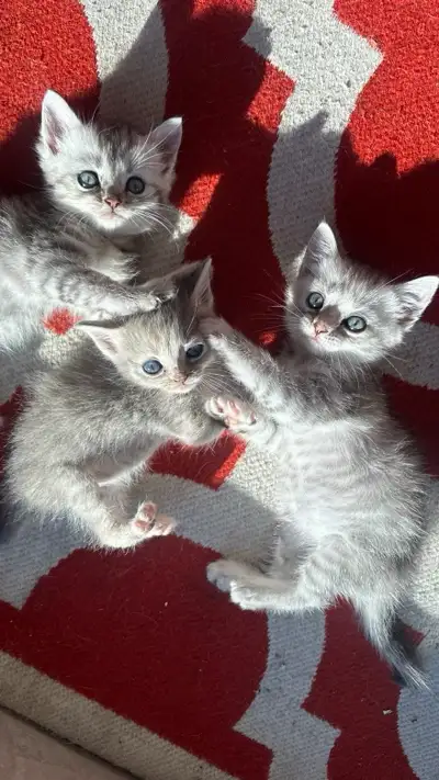 Pure BSH/ pure ragdoll mix kittens, View more