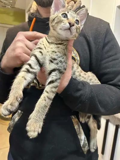 SERVAL HYBRIDS ( SAVANNAH )HIGH PERCENT F2  F3 KITTENS, View more
