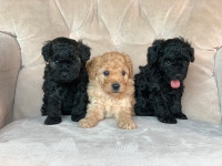 Miniature poodle puppies 