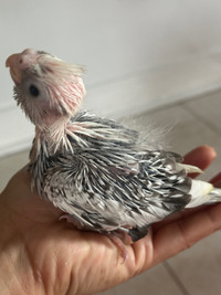Cockatiel Baby Whiteface