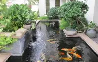 Master Koi Entretien Aquarium et Bassin eau douce
