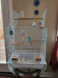 Budgies and cage