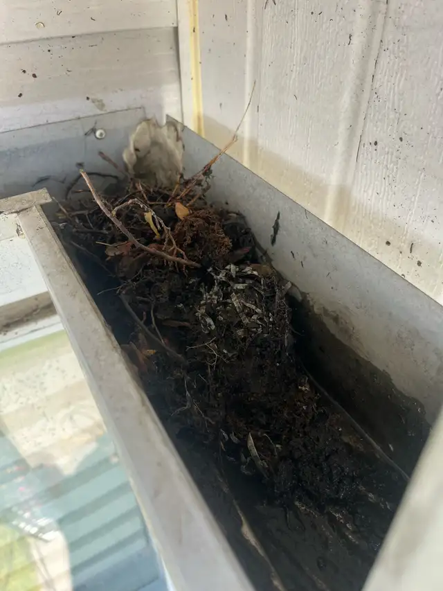 Gutter Cleaning ☔️504480071010242566