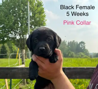 We have one black female (Miss Pink) available from another beautiful litter! See us on instagram to...