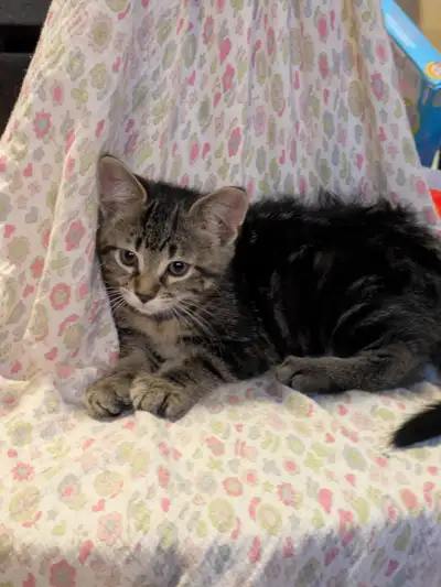 Kittens ready for homes, View more