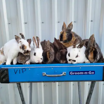 Très beaux et doux bébés mini rex. Prêts à partir. 2 mois et plus. Garçons et filles disponibles. Co...