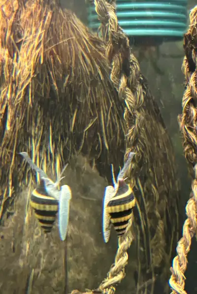 assassin snails 1-$3 or 4-$10, View more