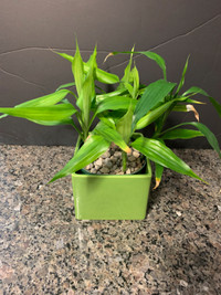 6 Lucky Bamboo w  beautiful inner & outer planter/Flower Pot $29