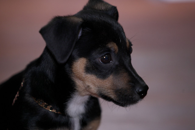 Chihuahua Mix Puppy in Dogs & Puppies for Rehoming in Winnipeg - Image 2